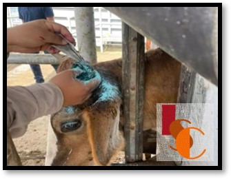 Rabia bovina y gusano barrenador golpean al sector ganadero.